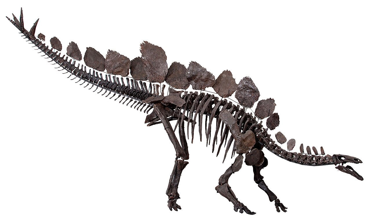 Beyond the 'Two Brains': Stegosaurus Anatomy & Plate Mystery