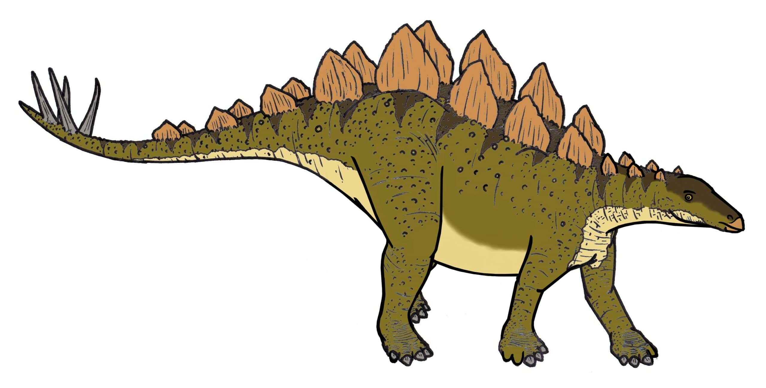 Stegosaurus: Iconic Plates, Spiked Tail, and Ancient Facts